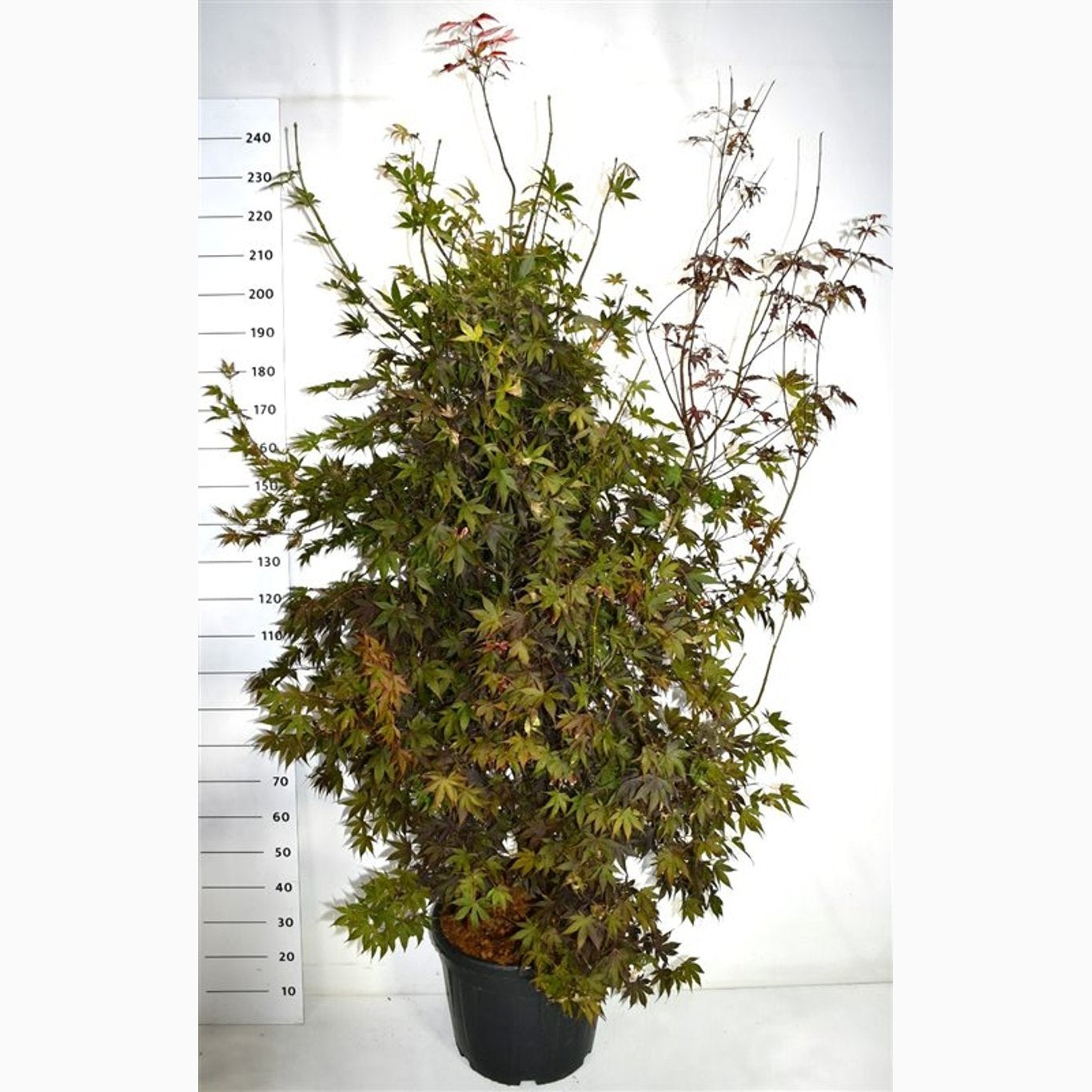 Japansk lönn – Acer pal. 'Bloodgood' - C50 200-225 CM